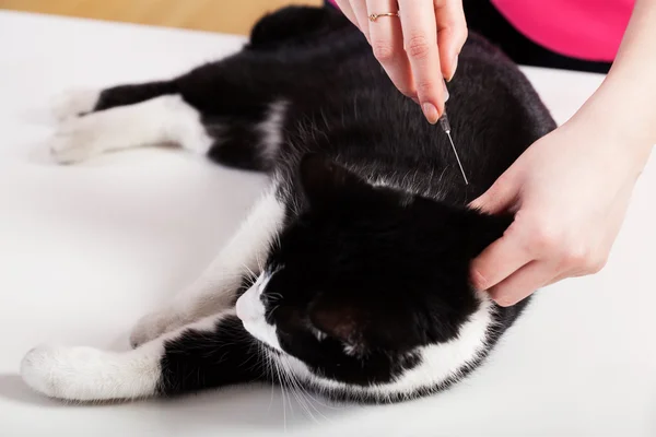 Enjeksiyon sırasında kedi — Stok fotoğraf