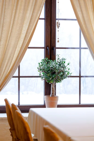 Zelená rostlina v okně — Stock fotografie