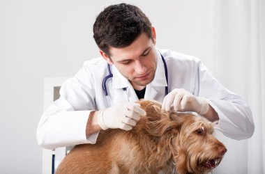 bit sırasında köpek