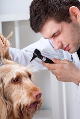 köpek mastar muayene sırasında