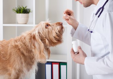 ilacı sırasında köpek