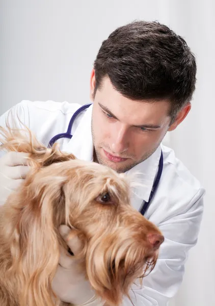 Hübscher Hund bei Ohrenuntersuchung — Stockfoto