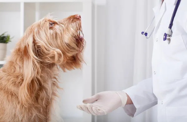 Beautiful dog during medical appointment — Stock Photo, Image