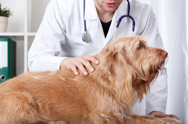 Dog on table at surgery — Stock Photo, Image
