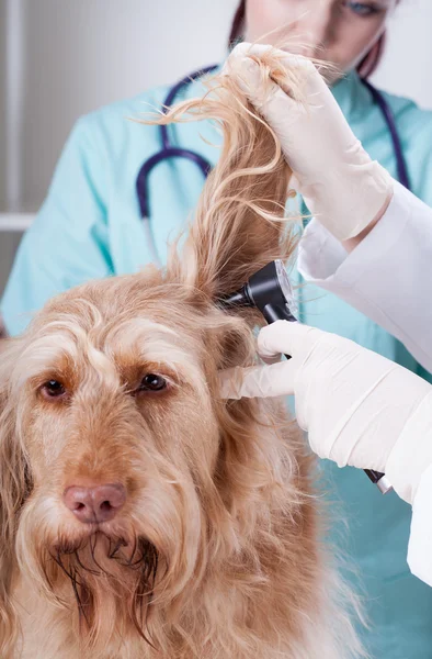 Chien d'examen vétérinaire avec otoscope — Photo