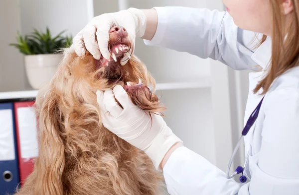 Cane durante l'esame della bocca — Foto Stock