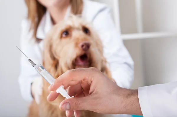 Hond vóór injectie — Stockfoto