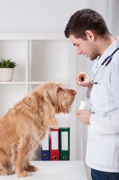 Veterinaria que da medicamentos al perro — Foto de Stock