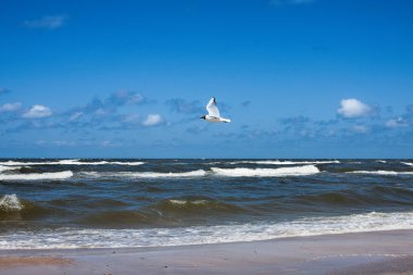 kıyı şeridi, martı