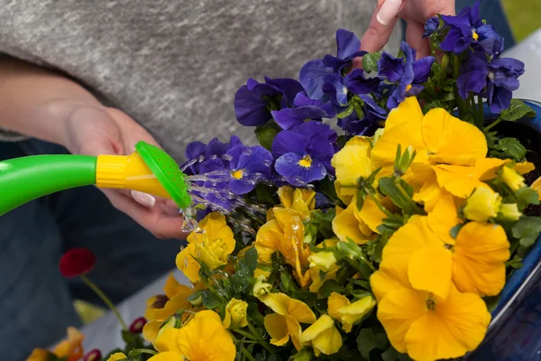 Nalévání vody na květiny — Stock fotografie
