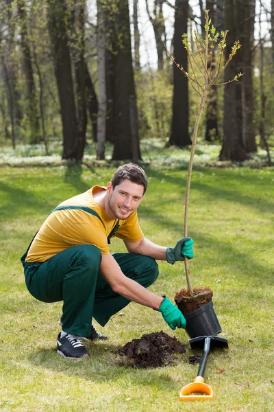 Jardineiro plantando árvore jovem — Fotografia de Stock