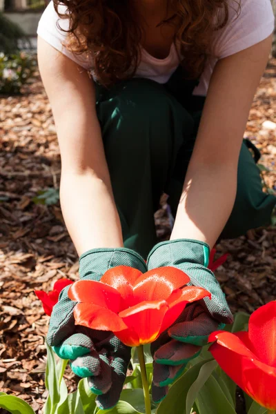 Tuinman bewonderen mooie bloem — Stockfoto