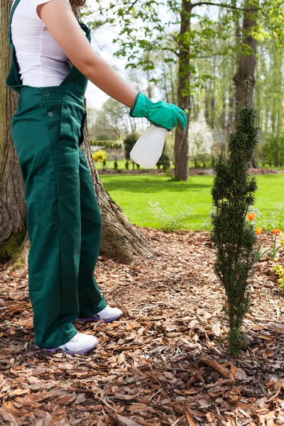 Woman spaying plants — Stock Photo, Image