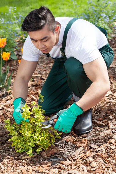 Asiatiska trädgårdsmästare Beskär en växt — Stockfoto