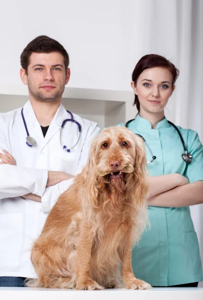 Ветеринары с собакой — стоковое фото