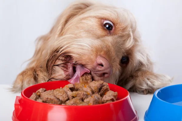 Dog eating food from bowl — Stock Photo, Image