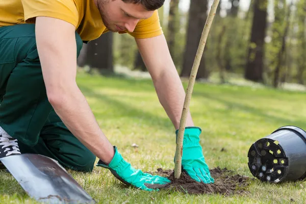 Plantando uma árvore — Fotografia de Stock