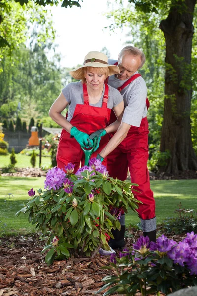 Casal trabalhando juntos no jardim — Fotografia de Stock