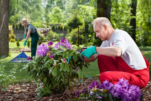 Mature couple work in the garden — Stock Photo, Image