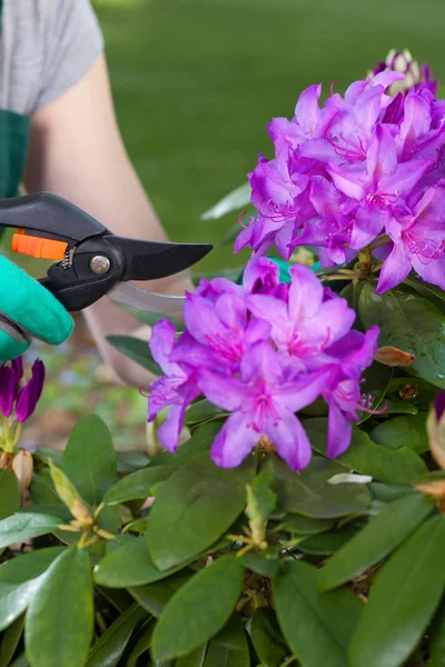 Man takes care of violet flowers — Stock Photo, Image