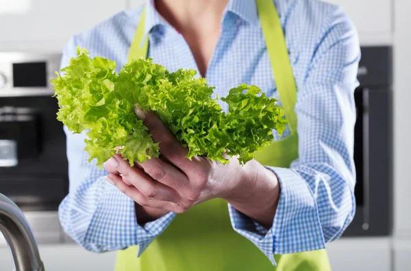 La lechuga en las manos — Foto de Stock