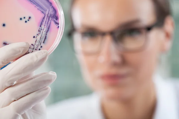 Petrischaal met bacteriën — Stockfoto