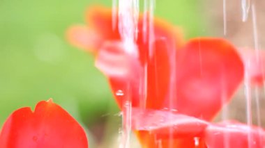 Kırmızı çiçek sulama