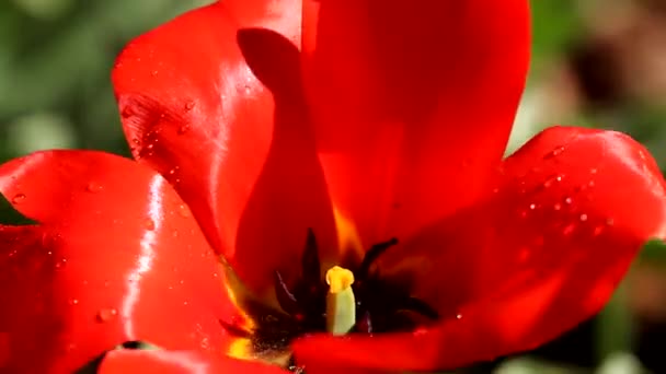 Vattning tulip — Stockvideo