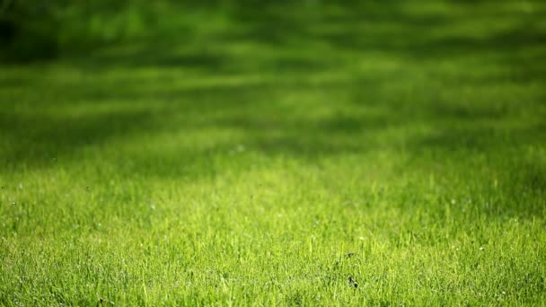 herbe de printemps 