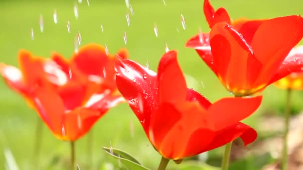 Arrosage des fleurs 