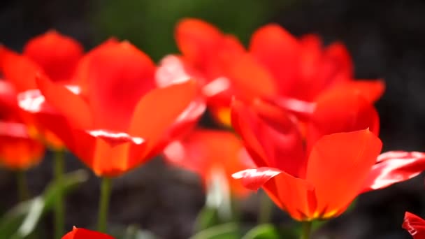 Красные тюльпаны — стоковое видео