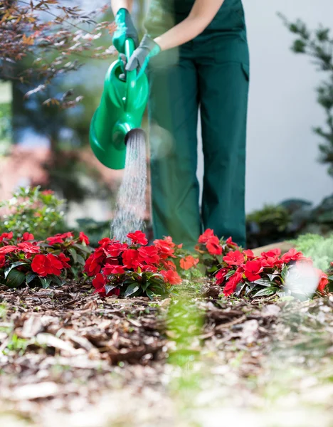 Садовник поливает цветы — стоковое фото