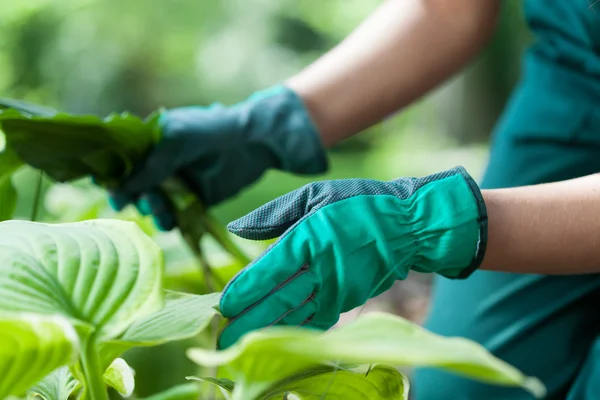 Gardener during work with flowers — Stock Photo, Image