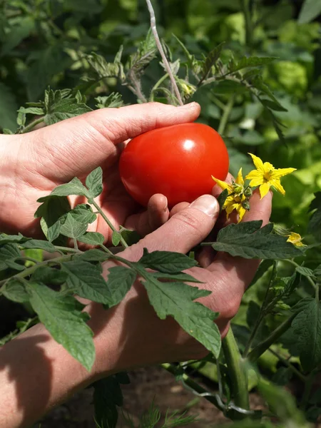 Tomatfabrikk – stockfoto