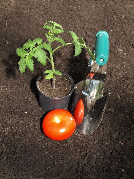 Ντομάτα στον κήπο — Φωτογραφία Αρχείου