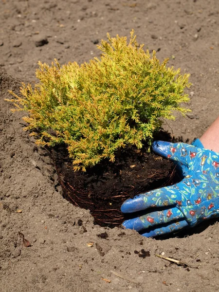 Planten — Stockfoto