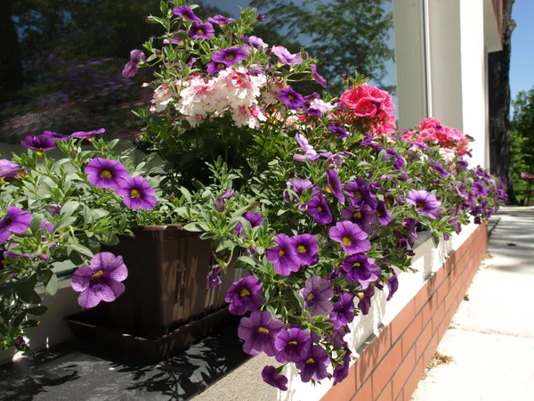 Flowers on windowsill — Stock Photo, Image