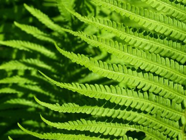 eğreltiotu arka plan