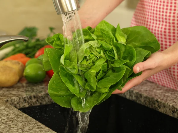 Lettuce showering — Stock Photo, Image