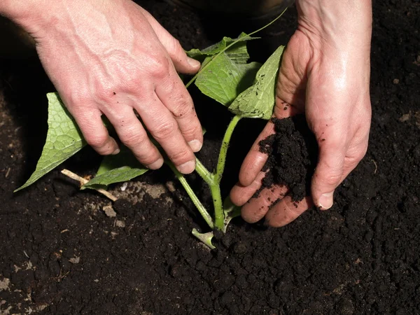 Komkommer planten — Stockfoto