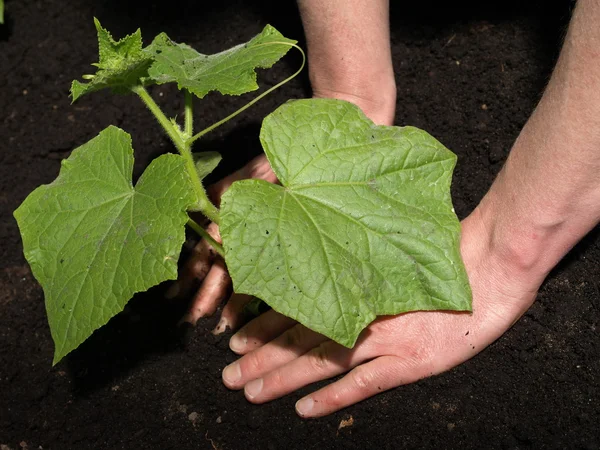 Transplante de pepino — Fotografia de Stock