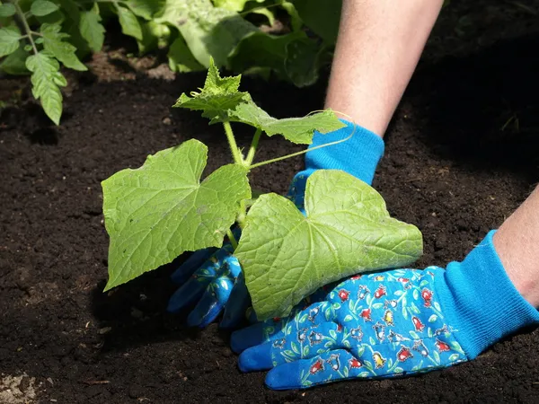 Planting cucumber — Stock Photo, Image