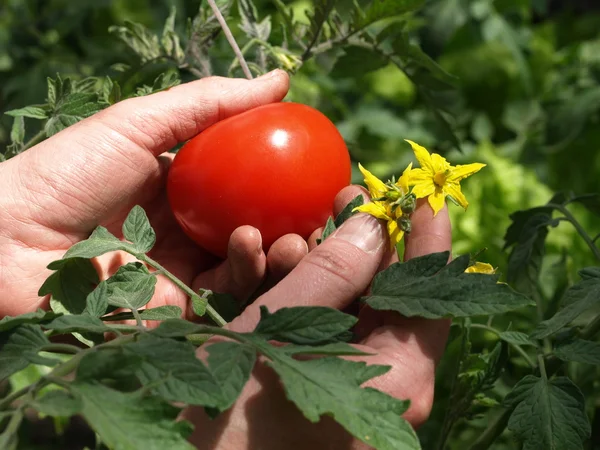 Fruto de tomate — Fotografia de Stock