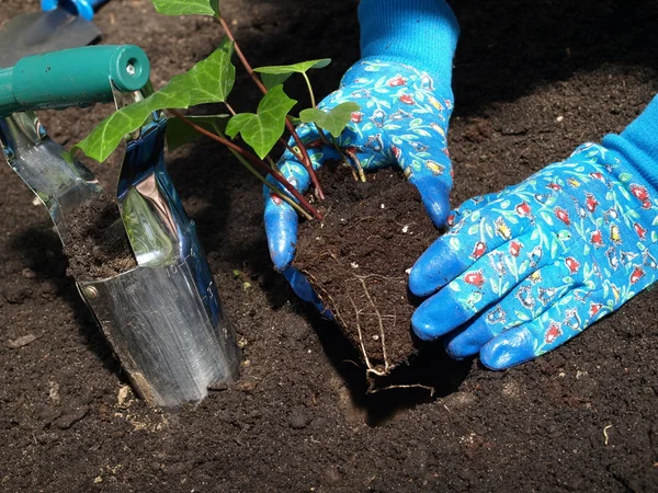 アイビーの木を植えること — ストック写真