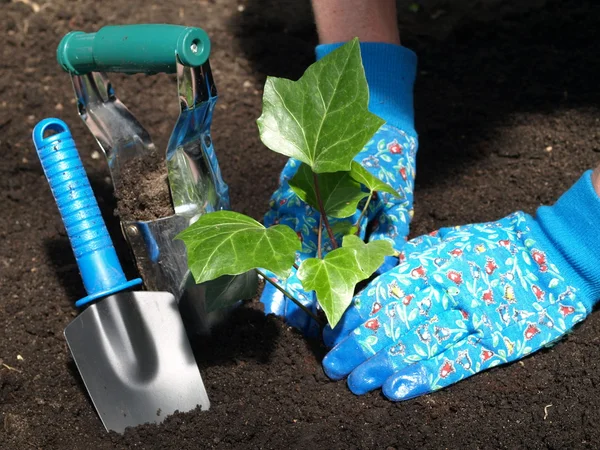 Lavori in giardino: edera piantina di semenzaio — Foto Stock