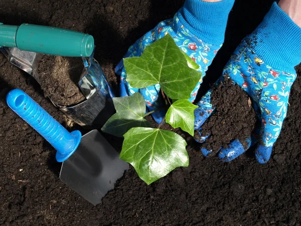 Travaux de jardin : plante de lierre — Photo