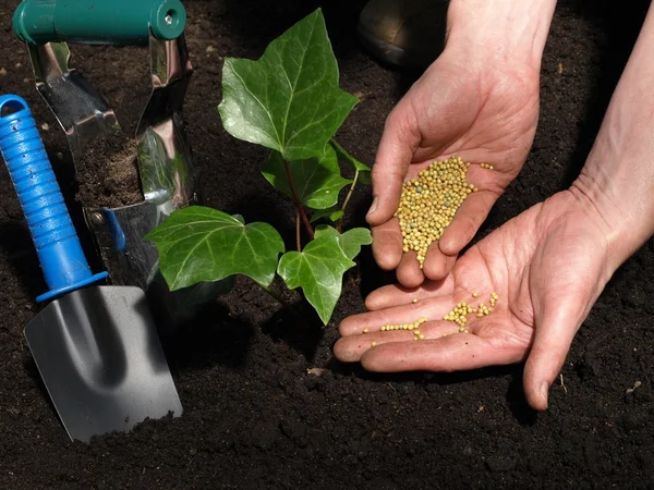 Fertilizing ivy — Stock Photo, Image