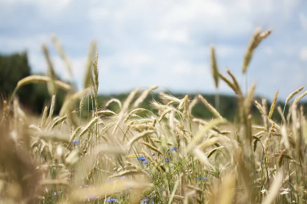 Field of grain — Stock Photo, Image