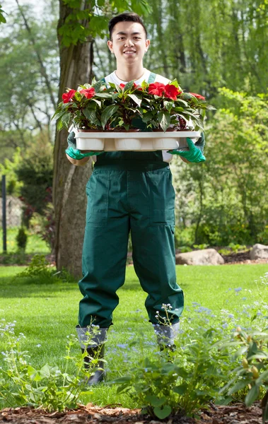 Zahradník s květiny sazenice — Stock fotografie