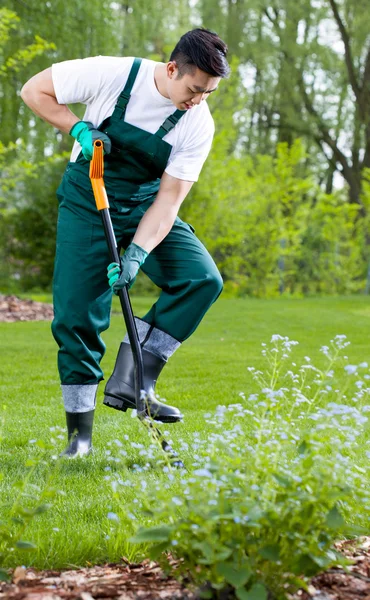 Trädgårdsmästare gräva med spade — Stockfoto